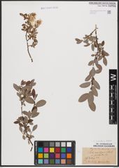 Foto von Salix aurita L. x Salix repens L.